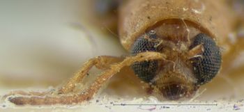 Media type: image; Entomology 18393   Aspect: head frontal view